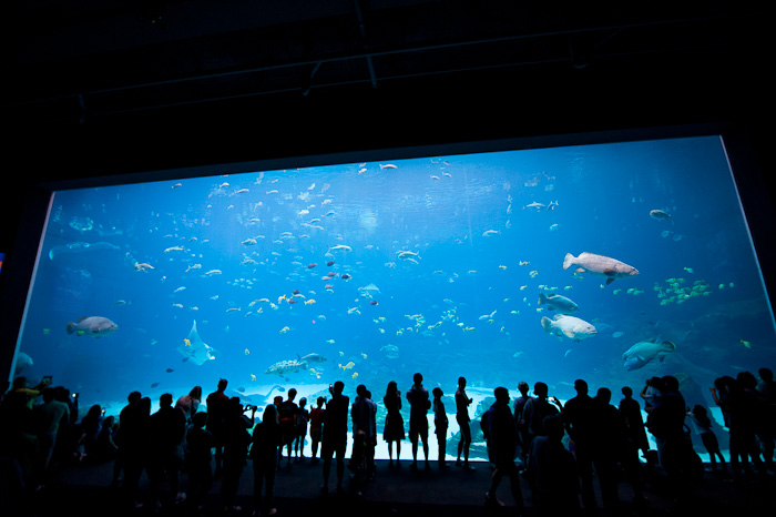 Georgia Aquarium