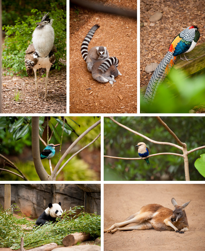 Atlanta Zoo